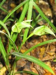 Pterostylis banksii 2web.jpg