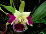 Blc. Kat Red Panda Dragon.jpg