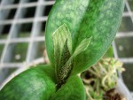 paph..jpg