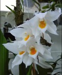 Coelogyne mooreana1.jpg