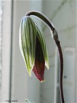 Paph_wardii1.jpg