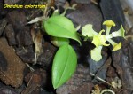 Oncidium coloratum.jpg