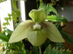 Paphiopedilum malipoense var. jackii1.JPG