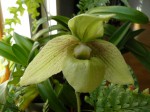 Paphiopedilum malipoense var. jackii2.JPG