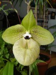 Paphiopedilum malipoense 2.JPG