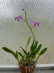 Laelia mantiqueira-rostlina.JPG