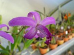 Laelia mantiqueira.JPG