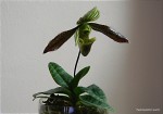 Paph_wardii3.jpg