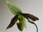 Paph_wardii5.jpg