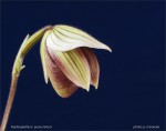 web.paphiopedilum purpuratum.baby.txt.jpg