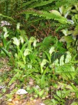 Pterostylis banksii 3web.jpg