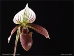 web.paphiopedilum purpuratum.detail.jpg