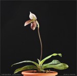 web.paphiopedilum.purpuratum.habitus.jpg