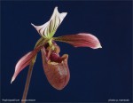 web.paphiopedilum purpuratum.II.jpg