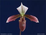 web.paphiopedilum purpuratum.jpg