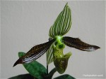 Paph_wardii7.jpg