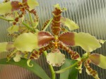 Rossioglossum williamsianum1.JPG