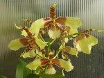 Rossioglossum williamsianum2.JPG