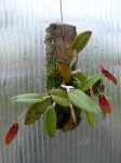 Restrepia guttulata1.JPG