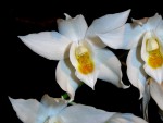 Kopie - orchideje 1392.jpg