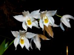 Kopie - orchideje 1391.jpg