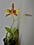 Rossioglossum grande 04.JPG