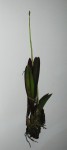 6060_Oncidium sp..JPG