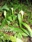 Pterostylis banksii 6web.jpg