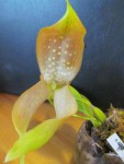 Bulbophyllum.jpg