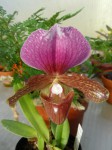 Paphiopedilum charlesworthii.JPG