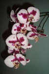 phalenopsis h..jpg