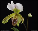 web.paphiopedilum.leeanum.det.txt.jpg