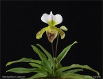 web.paphiopedilum.leeanum.txt.jpg