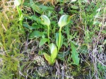 Pterostylis montana 1web.jpg