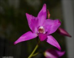 Laelia gouldiana2.jpg