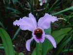 orchideje 1398.jpg