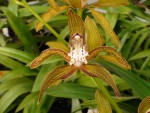 Cymbidium tracyeanum.jpg