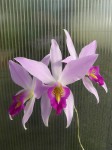 Laelia anceps1.JPG