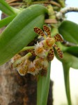 Gastrochilus calceolaris.JPG