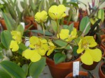 Oncidium onustum.JPG