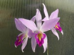 Laelia anceps.JPG