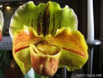 Paph.Lippewunder.jpg