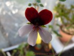 pelargonium tricolor.jpg