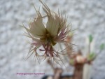 Pelargonium bowkerii.jpg