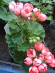 06_08_23_tulipánové pelargonie.jpg