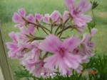 12.07.2008 049.jpg