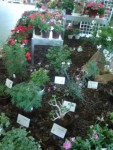 DSC00559.JPG
