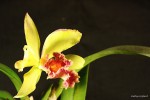 Cattleya hybrid.jpg