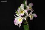 Dendrobium hybrid.jpg