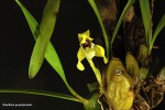 Maxillaria porphylostele.jpg